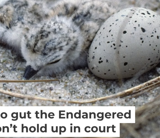 Piping plovers lay their eggs on the ground. They became an endangered species as development encroached on their habitat and made it harder for their chicks to survive. Under the Same Moon/Flickr, CC BY